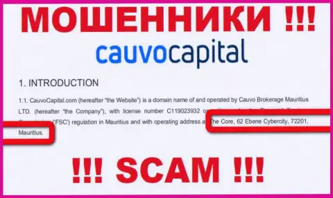 Нереально забрать денежные вложения у компании Cauvo Capital - они засели в офшорной зоне по адресу Коре, 62 Эбене Киберсити, 72201, Маврикий